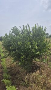 Greenagro Bio Plaantec