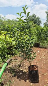 Greenagro Bio Plaantec