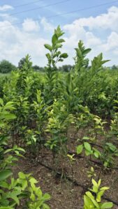 Greenagro Bio Plaantec