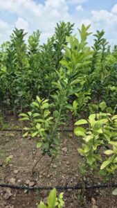 Greenagro Bio Plaantec
