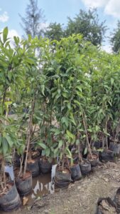 Greenagro Bio Plaantec