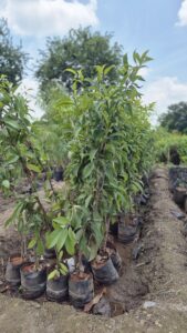 Greenagro Bio Plaantec