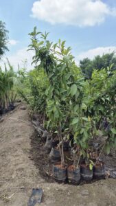 Greenagro Bio Plaantec