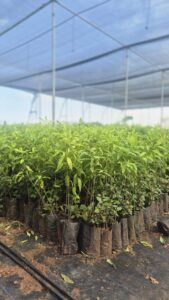 Greenagro Bio Plaantec