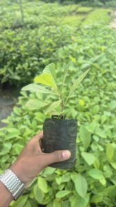 Greenagro Bio Plaantec