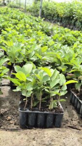 Greenagro Bio Plaantec