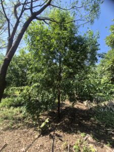 Greenagro Bio Plaantec