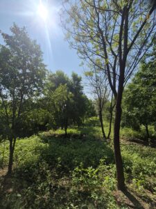 Greenagro Bio Plaantec