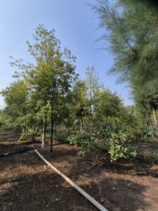 Greenagro Bio Plaantec