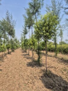 Greenagro Bio Plaantec