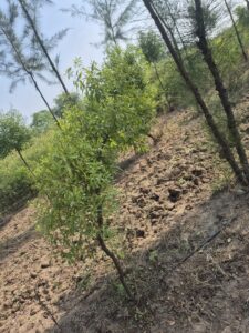 Greenagro Bio Plaantec