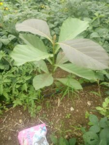 Greenagro Bio Plaantec