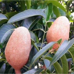 Greenagro Bio Plaantec