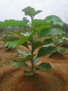 Greenagro Bio Plaantec