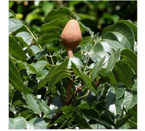 Greenagro Bio Plaantec