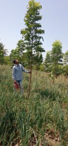 Greenagro Bio Plaantec