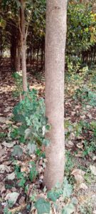 Greenagro Bio Plaantec