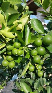 Greenagro Bio Plaantec