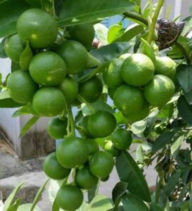 Greenagro Bio Plaantec