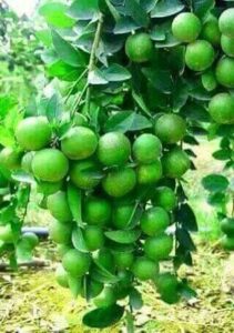 Greenagro Bio Plaantec