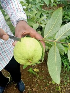 Greenagro Bio Plaantec