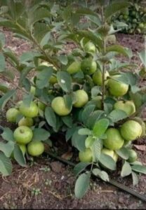 Greenagro Bio Plaantec