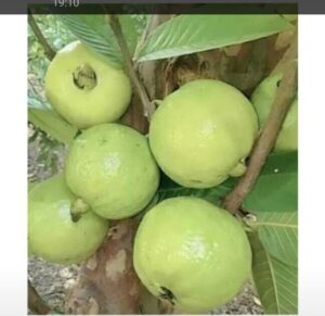 Greenagro Bio Plaantec