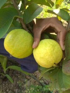 Greenagro Bio Plaantec