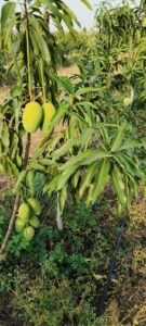 Greenagro Bio Plaantec