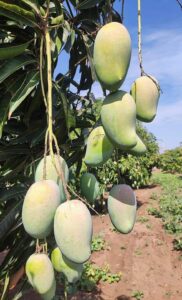 Greenagro Bio Plaantec