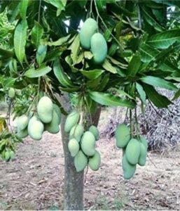 Greenagro Bio Plaantec