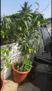 Greenagro Bio Plaantec
