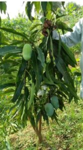 Greenagro Bio Plaantec