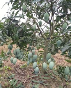 Greenagro Bio Plaantec