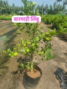 Greenagro Bio Plaantec