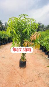 Greenagro Bio Plaantec