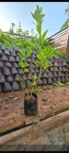 Greenagro Bio Plaantec