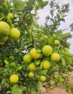 Greenagro Bio Plaantec