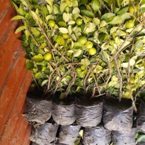Greenagro Bio Plaantec