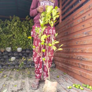 Greenagro Bio Plaantec