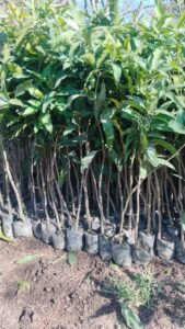 Greenagro Bio Plaantec