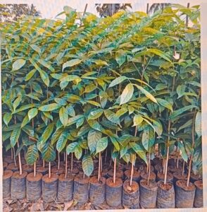 Greenagro Bio Plaantec