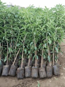 Greenagro Bio Plaantec