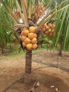 Greenagro Bio Plaantec