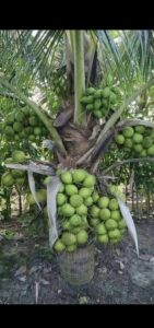 Greenagro Bio Plaantec