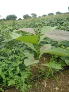 Greenagro Bio Plaantec