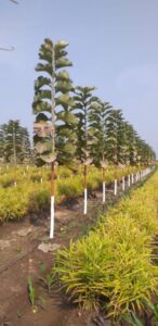 Greenagro Bio Plaantec