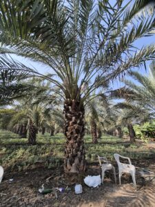 Greenagro Bio Plaantec