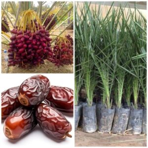 Greenagro Bio Plaantec