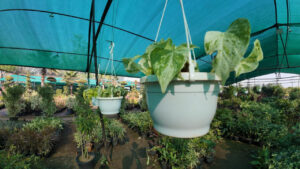 Greenagro Bio Plaantec
